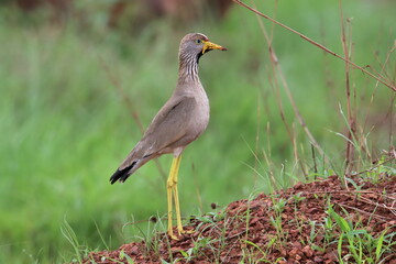 senegalese lapwing on a grasss