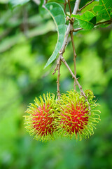 fresh rambutans on the tree