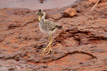 senegalese lapwing chick on a rock