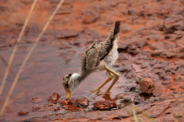 lapwing chick drinking