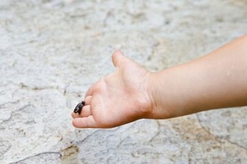 Little preschool girl holding small wild frog. Happy curious child watching and exploring animals in nature.