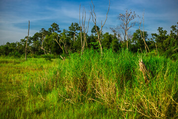The background of Lanscape (fields, mountains, fog, trees) with intimate view. And fresh in the sight of the journey, light wallpaper of the sun in the morning.