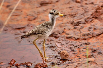 senegalese lapwing chick