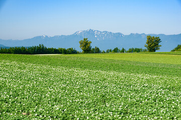 夏の晴れた日の美瑛の丘と畑一面に咲いたジャガイモの花  北海道美瑛町