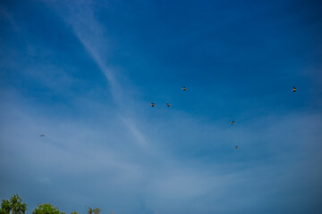 The blurred background of a flock of pigeons walking foraging under a big tree, is an animal that has a fast flight following movement patterns.