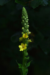 Kleinblütige Königskerze