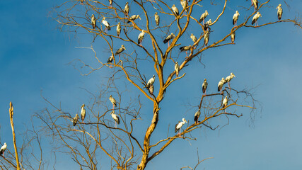 The blurred background of a flock of pigeons walking foraging under a big tree, is an animal that has a fast flight following movement patterns.