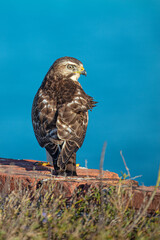suspicious hawk