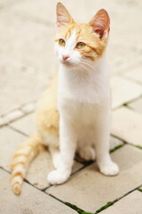 Yong white ginger cat sitting on the street in summer sunny day