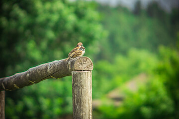 sparrow bird in the summer in the village