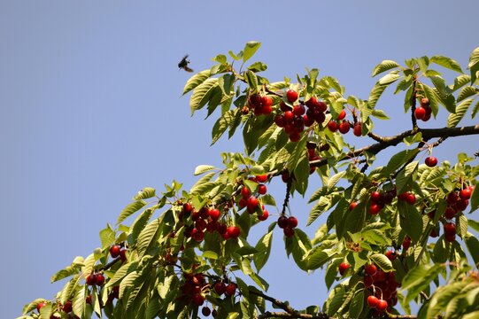 a small black insect flies towards the cherry