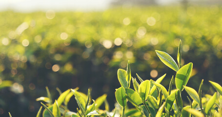 Fresh Green tea tree leaves in eco herbal farm. Tree tea plantations in morning sun light....