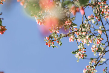 Nature spring picture. Beautiful macro photography of cherry tree buds and pink flowers on blue sky background close up macro. Awesome nature floral spring wallpaper.