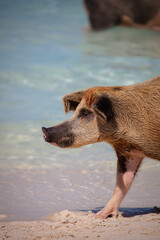 swimming pig in paradise