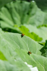 Schmetterling
