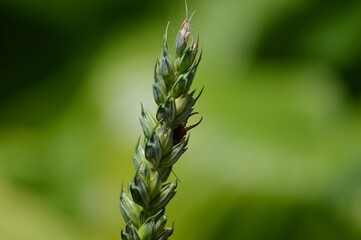 beetle with pliers on wheat