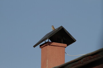 Bird perched on fireplace or stove chimney