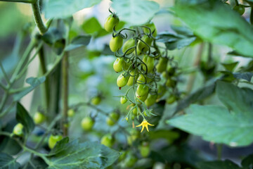 Small green tomatoes ripen in the greenhouse in summer. Growing vegetables, tomato plants.