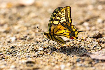 Fototapeta na wymiar swallowtail butterfly on the sand on a sunny day with bokeh