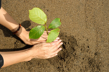 Planting mangrove in the beach