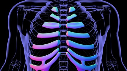 Human skeleton anatomy Costal Cartilage 3D Rendering - obrazy, fototapety, plakaty
