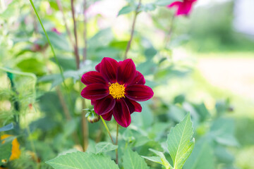 Amazing view of bright Dahlia flowering in the garden at the middle of sunny summer with green grass landscape.blossoming dahlias with red and yellow petals. copy space