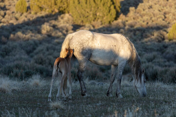 Wild Horse Mare and Foal in the Utah Desert