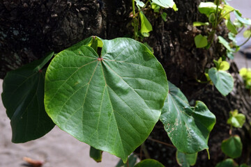 leaves of a tree