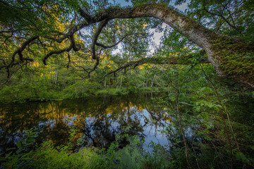 overhanging tree reflection