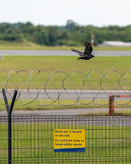 Crow flying near an active runway and over a sign saying 