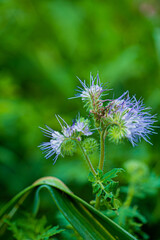 phacelia flower in the garden
