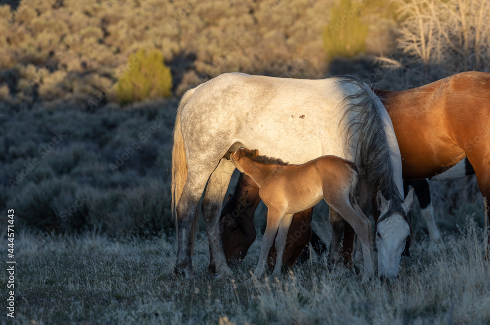 Poster Wild Horse Mare and Foal in the Utah Desert