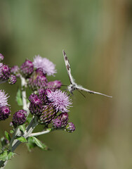butterfly on thistle