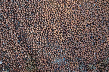 Brown fertilizer spheres on ground 