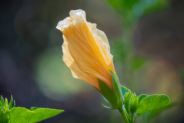 Hibiskusblüte in gelb makro © WR