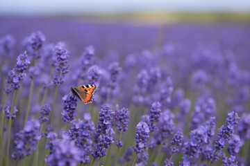 Red Admiral butterfly on Lavender flower - Powered by Adobe