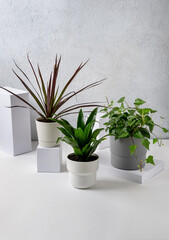 Dracena marginata, Hedera helix and Dracaena compacta a potted plants in a pots on a grey background. Home and garden concept.
