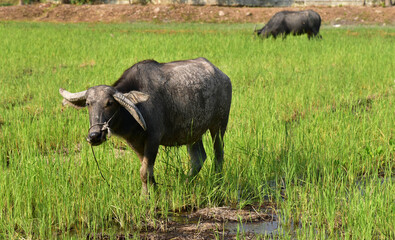 Thai buffalo