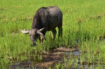 Thai buffalo