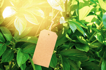 Paper price tag or blank tag lying on the plant leaves