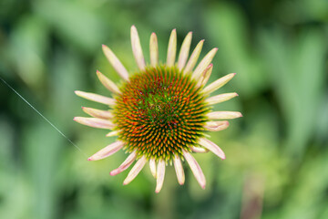 close up of an immature echinacea blossom with green background