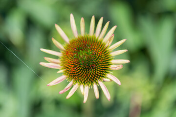 close up of an immature echinacea blossom with green background