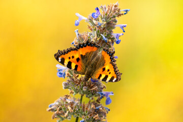 Small tortoiseshell butterfly, Aglais urticae