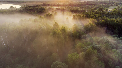 Mist over the summer forest 