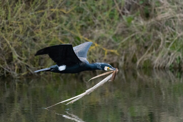 Great Black Cormorant (Phalacrocorax carbo) in flight with nesting material in its beak against a background of bushes
