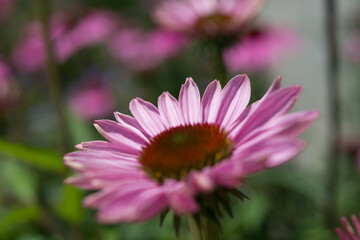 Fototapeta premium close up of pink echinacea flower