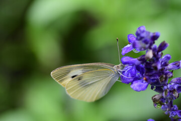 花の蜜を吸うモンシロチョウ（埼玉県/7月）