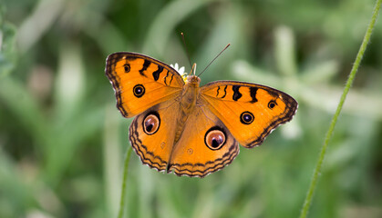 butterfly on a flower