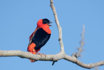 Male Northern Red Bishop displaying and singing 