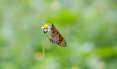 butterfly on a flower